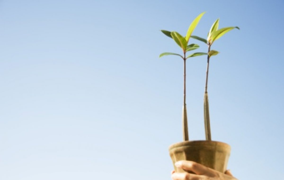 Projeto “Hora Ambiental” homenageia Chico Mendes e a Floresta Amazônica