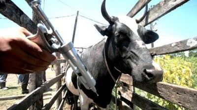 SEAP realiza acompanhamento de vacinação contra a aftosa em rebanhos bovinos