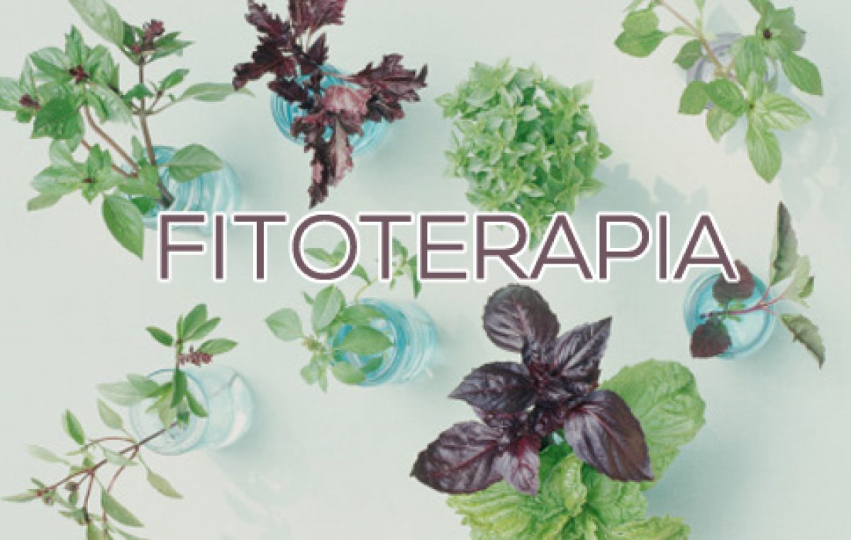 Saúde promoveu reunião que visa inclusão da fitoterapia no Programa de Saúde da Família