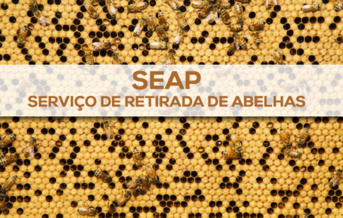 SEAP realiza serviço de retirada de abelhas