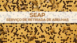 SEAP realiza serviço de retirada de abelhas