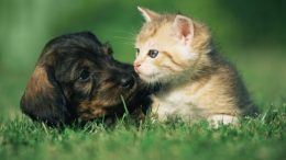 Município começa a vacinar cães e gatos contra a raiva animal