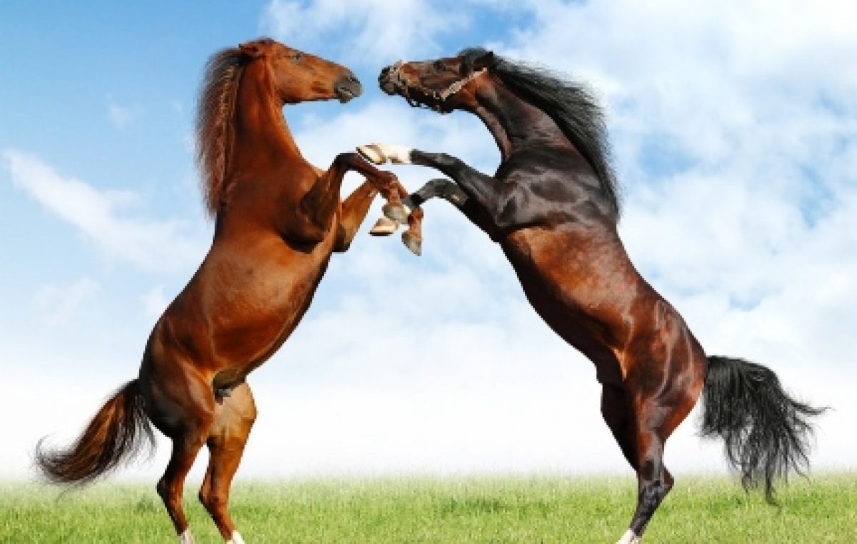 Cavalos são apreendidos pela SEAP