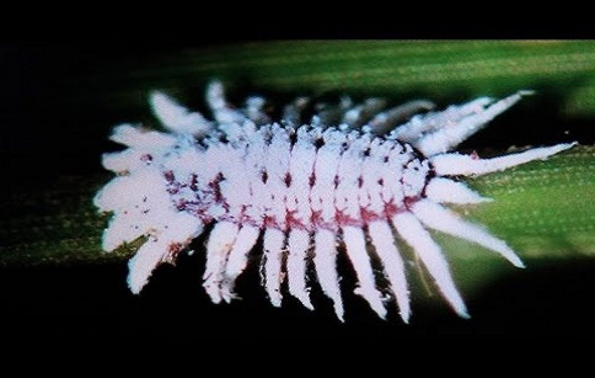 Produtores rurais e técnicos da SEAP se reúnem para discutir o combate a cochonilha rosada