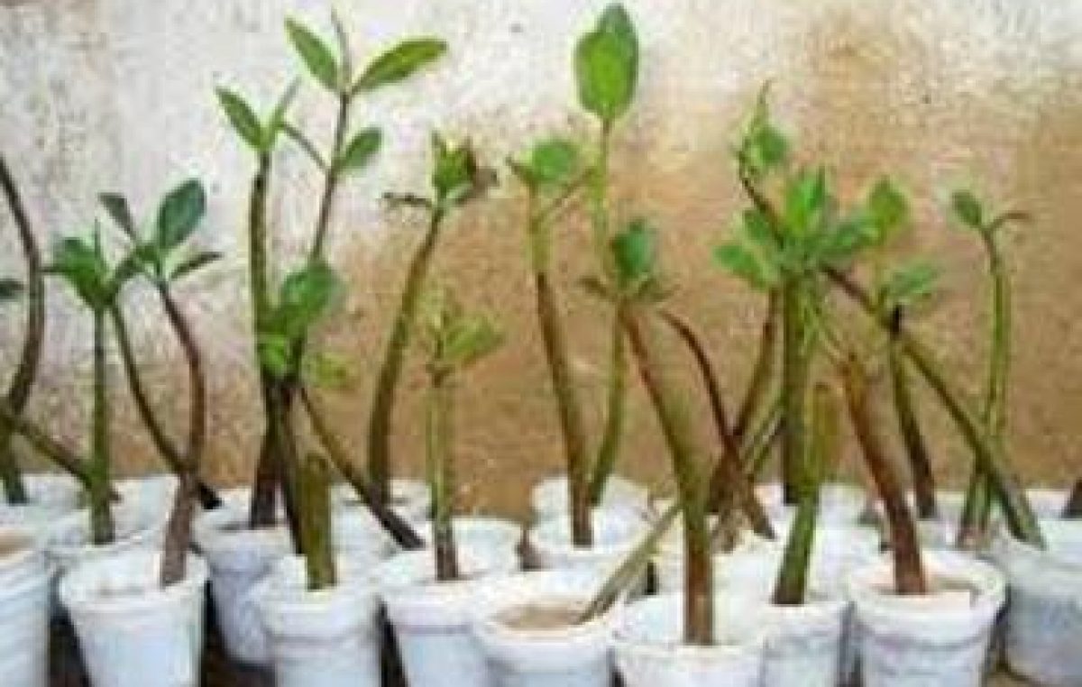 SEMA inicia atividades do projeto CO2 Manguezal em São Francisco do Conde