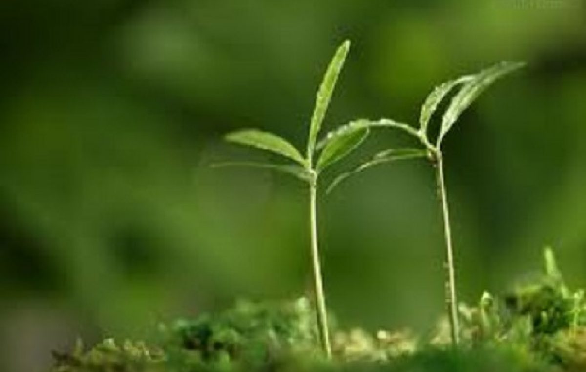 SEAP realiza trabalho de compostagem