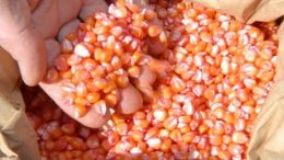 SEAP realizou entrega de sementes de milho e feijão a agricultores do município