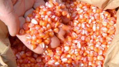SEAP realizou entrega de sementes de milho e feijão a agricultores do município