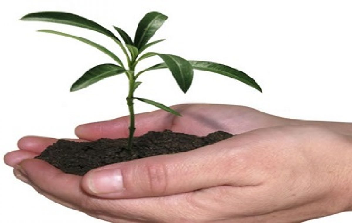 São Francisco do Conde terá horto de produção de mudas e plantas