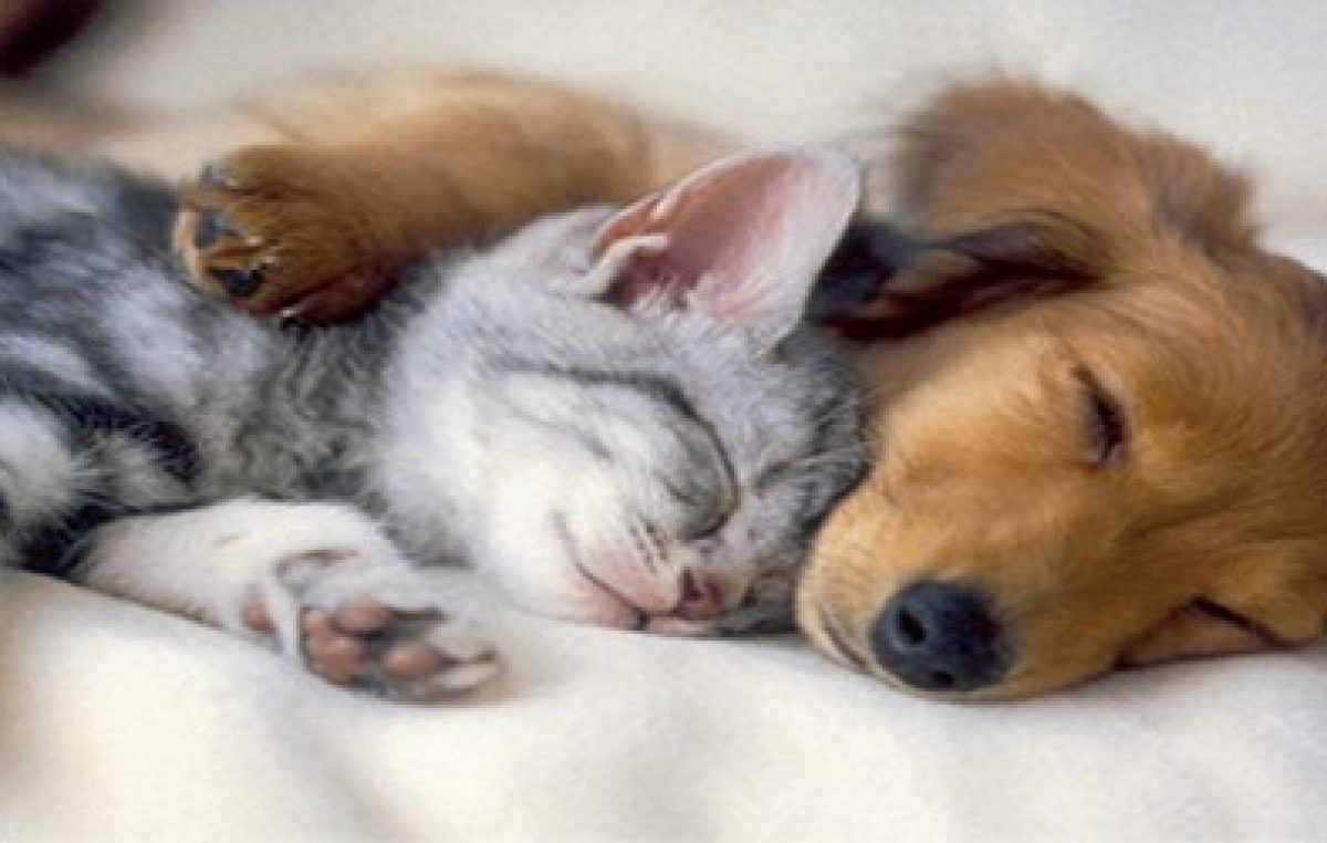 São Francisco do Conde já alcançou 79% da meta de vacinação para cães e gatos e a campanha foi prorrogada até dia 30 de outubro