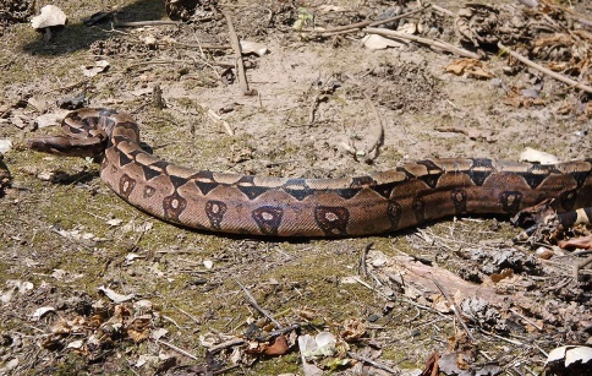 SEMA faz reintrodução de jiboia na natureza