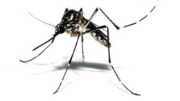 Ponta do Coco promoveu atividade educativa sobre dengue, zika vírus, chikungunya e microcefalia