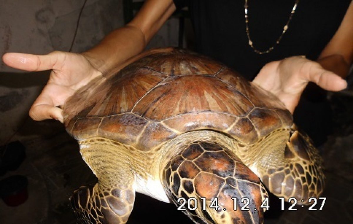 Secretaria de Meio Ambiente realizou a soltura de um filhote de tartaruga marinha