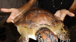 Secretaria de Meio Ambiente realizou a soltura de um filhote de tartaruga marinha