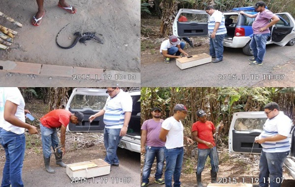 Secretaria de Meio Ambiente faz captura e soltura de filhote de Teiú