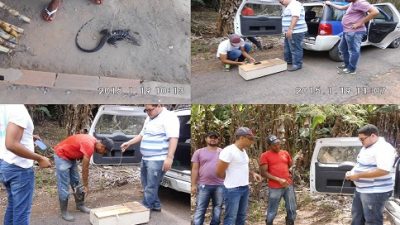 Secretaria de Meio Ambiente faz captura e soltura de filhote de Teiú