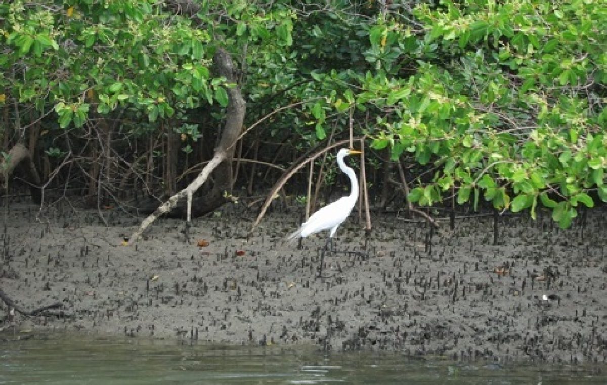 SEMA está realizando monitoramento no manguezal do município