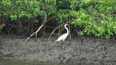 SEMA está realizando monitoramento no manguezal do município