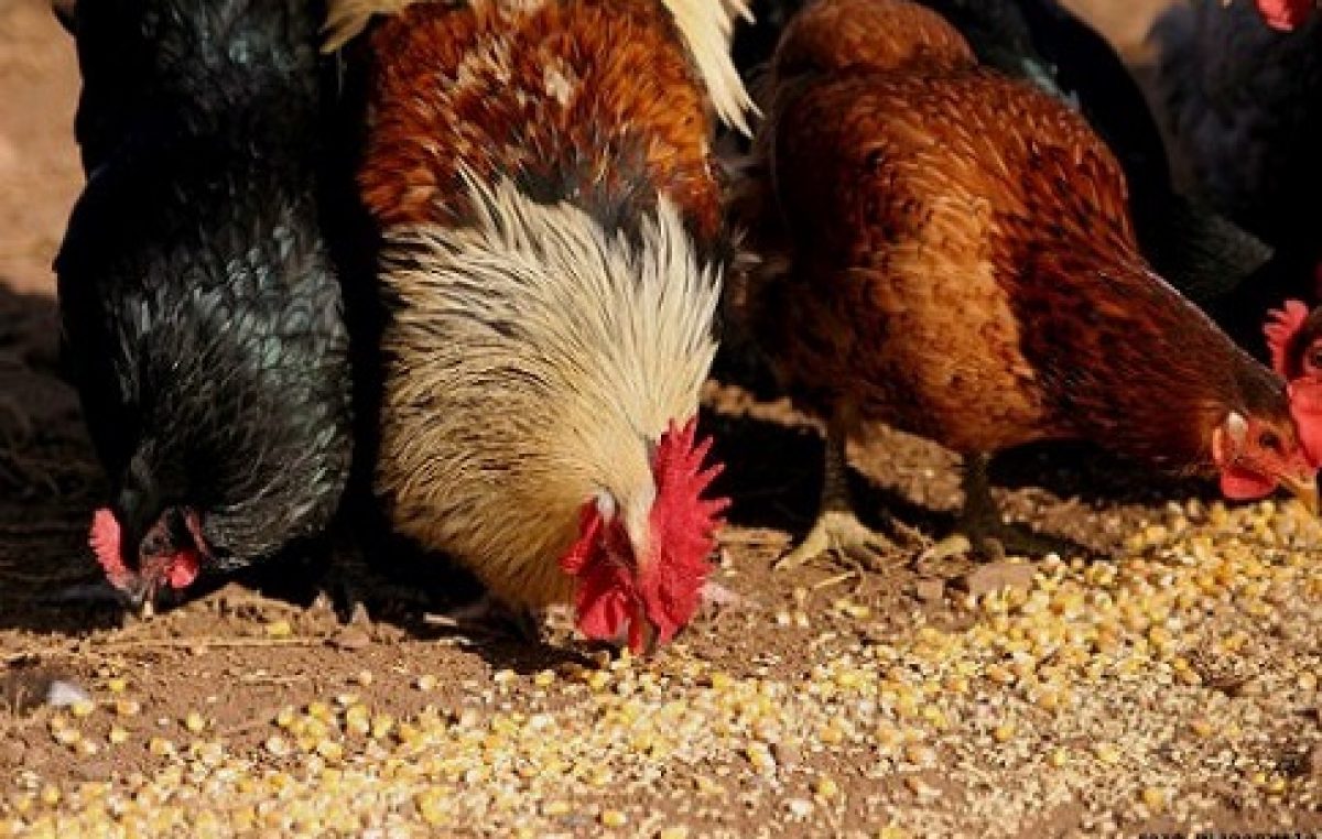 Comunidades de Santa Elisa e Coroado vão receber cursos de criação de galinha caipira