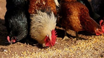 Comunidades de Santa Elisa e Coroado vão receber cursos de criação de galinha caipira