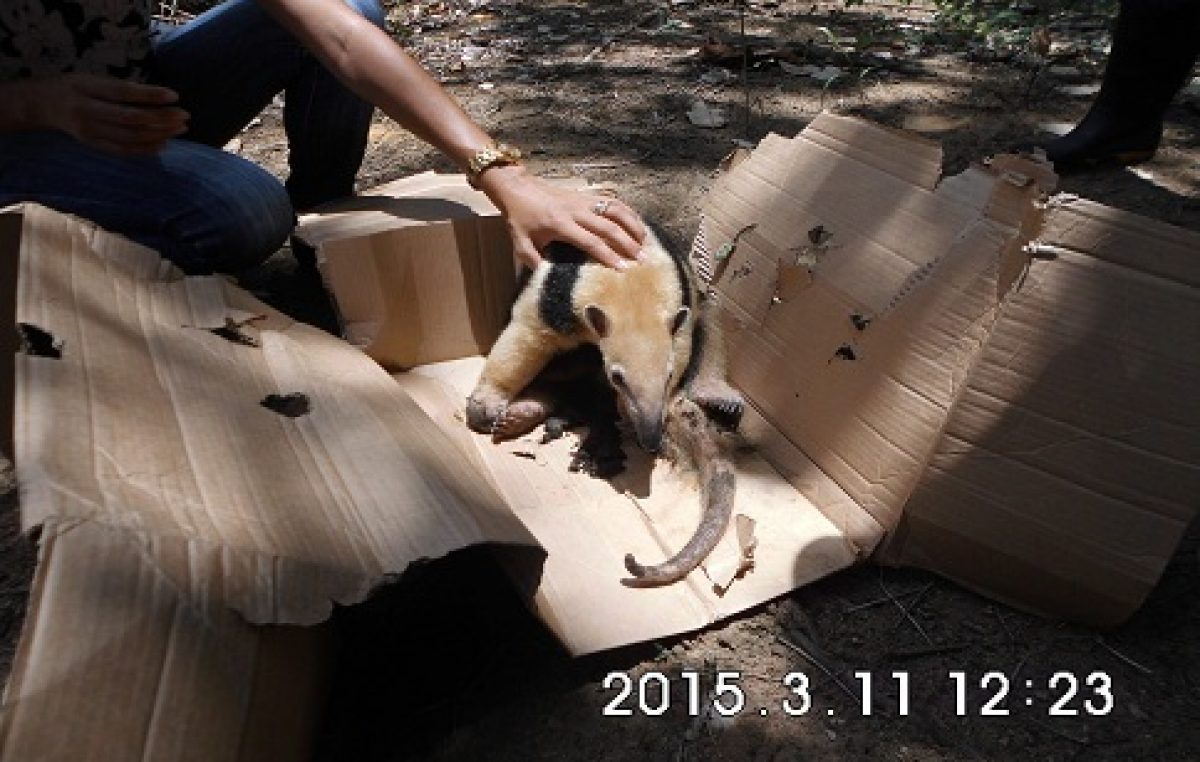 Secretaria do Meio Ambiente realizou resgate e manejo de tamanduá