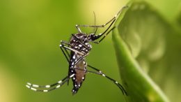 Saúde promove mais uma capacitação contra a dengue, chikungunya e zika vírus