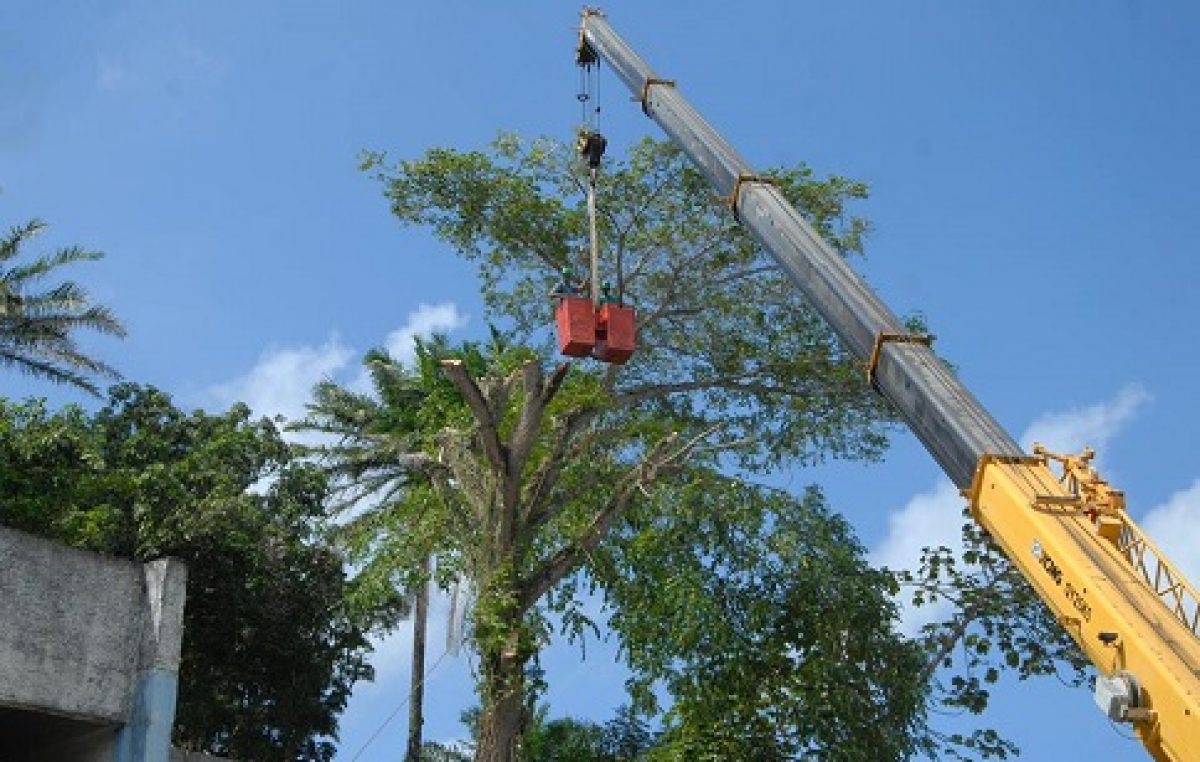 Ação conjunta da SEMA e SESP mobiliza trabalhadores para a erradicação de árvores que possam causar riscos