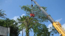 Ação conjunta da SEMA e SESP mobiliza trabalhadores para a erradicação de árvores que possam causar riscos