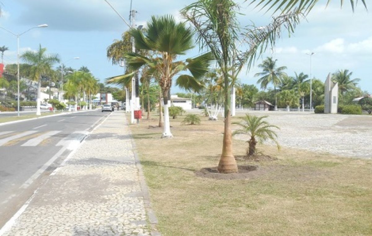 Palmeiras localizadas na orla marítima estão sendo substituídas pela SEMA