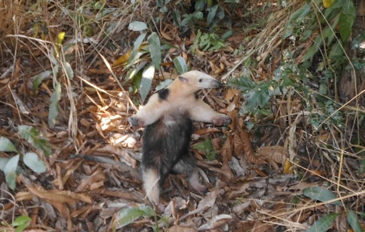 SEMA realizou captura de tamanduá em instalação marítima