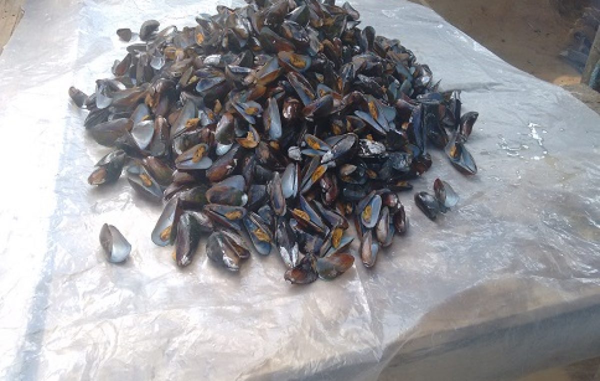 Secretaria de Agricultura e Pesca tem percorrido os bairros da cidade com ações para pescadores, marisqueiras e agricultores