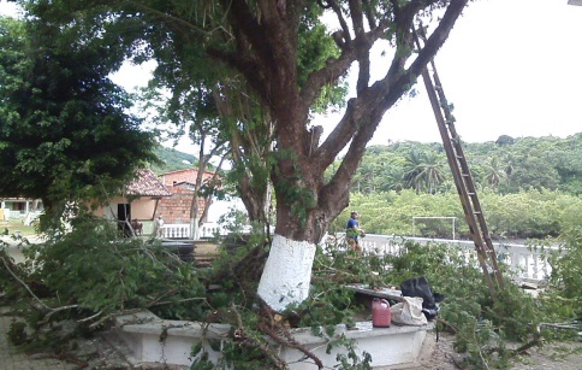 SEMA fez a poda de árvores na Ilha das Fontes