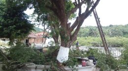 SEMA fez a poda de árvores na Ilha das Fontes