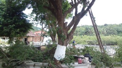 SEMA fez a poda de árvores na Ilha das Fontes