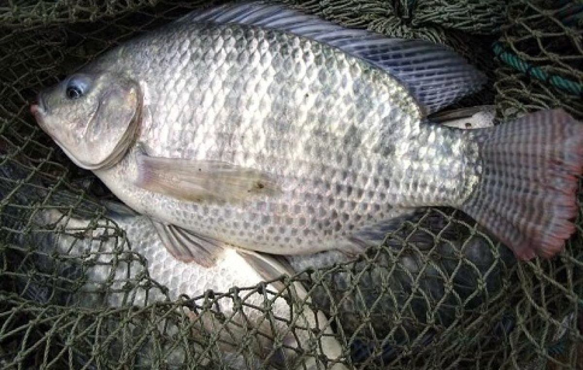 SEAP iniciou a realização do projeto “Segurança Alimentar na Cadeia Produtiva do Pescado: Compromisso Social”