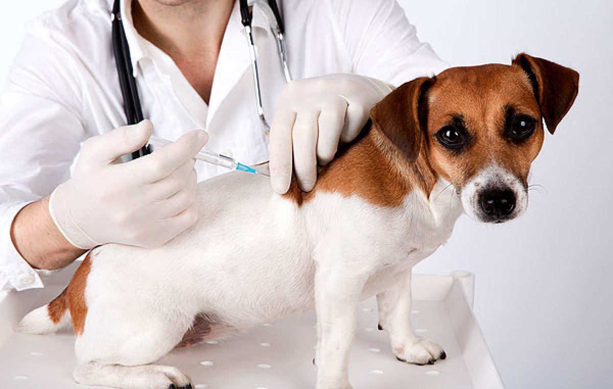 Campanha de vacinação contra a raiva animal chega aos bairros da sede