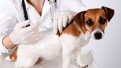 Saúde promove campanha casa a casa para vacinação de cães e gatos contra a raiva