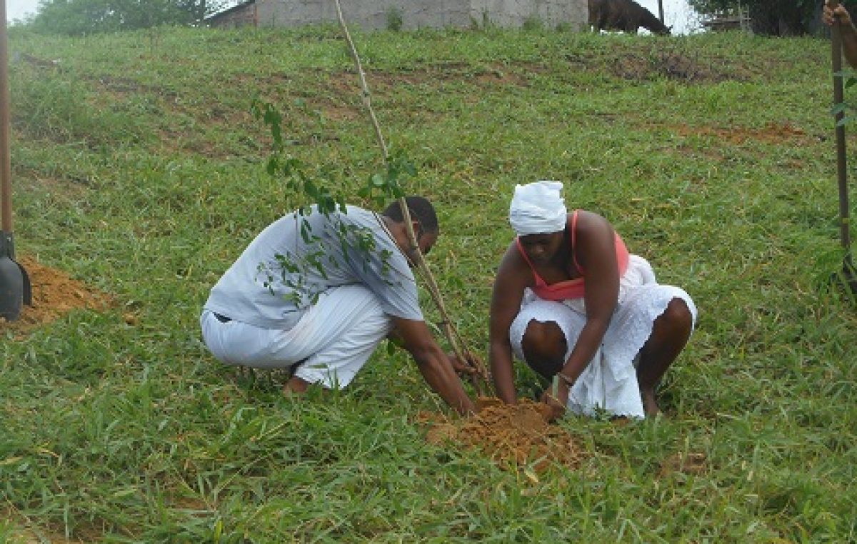 Secretaria do Meio Ambiente fez plantio de árvores na Santa Rita