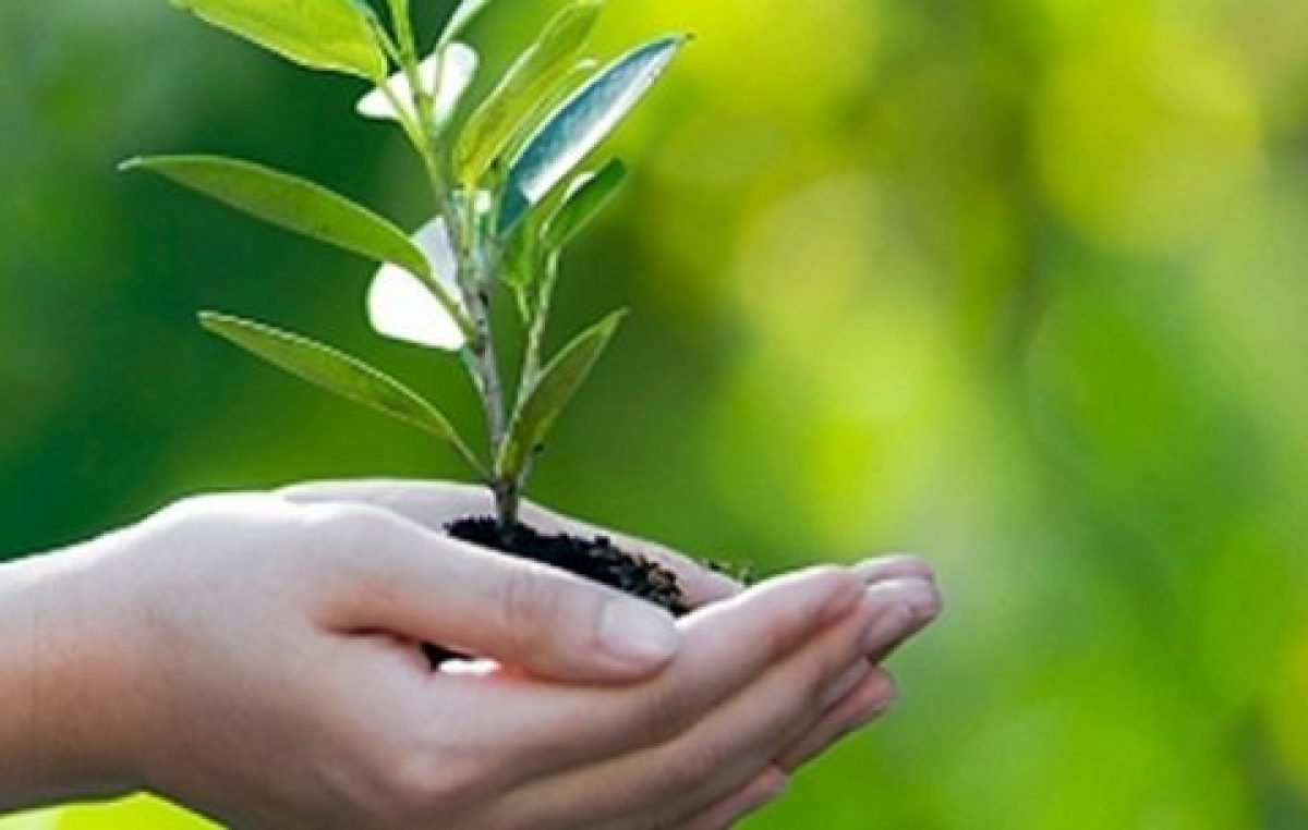 Organização REVER foi declarada como Utilidade Pública