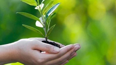 SEMA recebe mudas de árvores para reposição ambiental do município