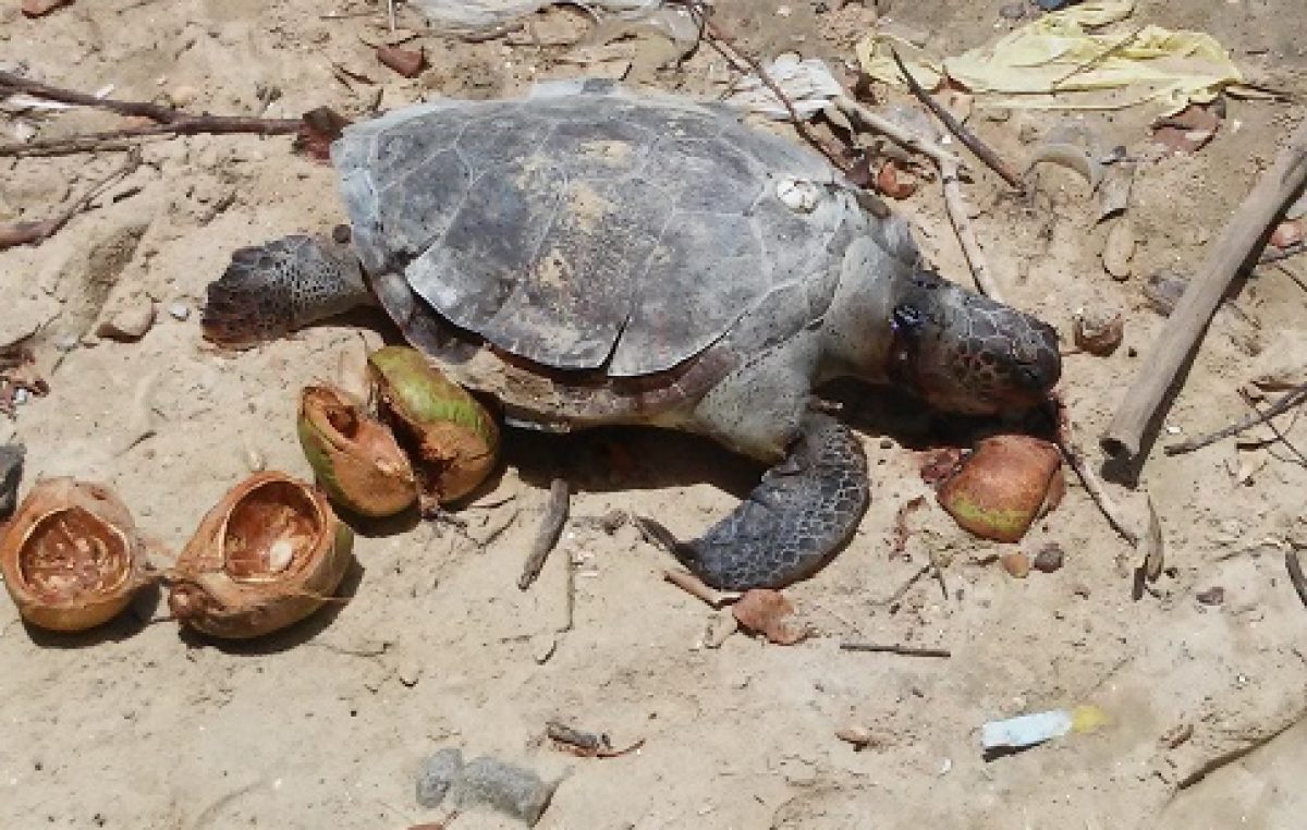 Tartaruga marinha foi encontrada morta na orla marítima de São Francisco do Conde