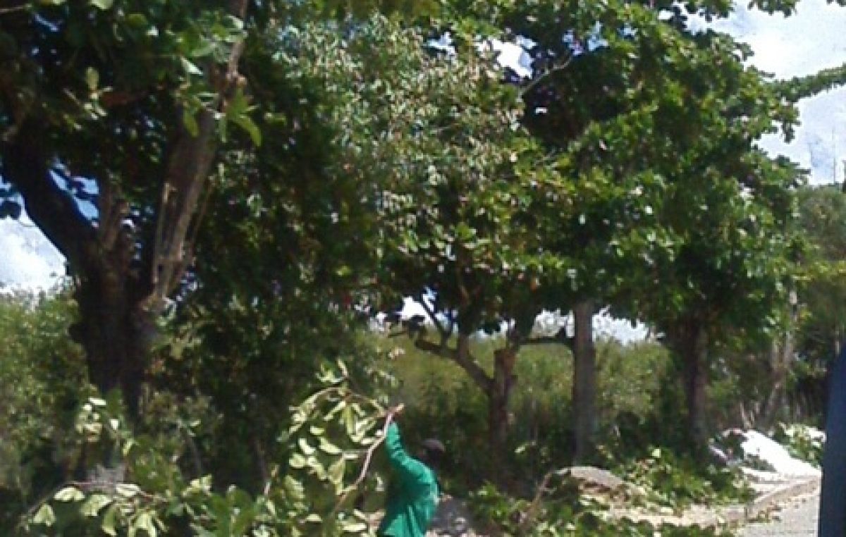 SESCOP realizou podas de árvores no bairro do Coroado