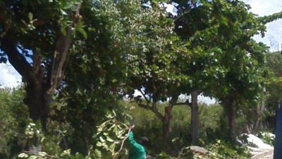 SESCOP realizou podas de árvores no bairro do Coroado