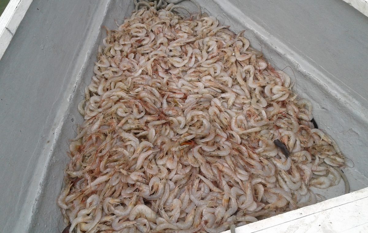 Fiscalização Ambiental apurou pesca irregular e fez apreensão de 13 kg de camarão no município