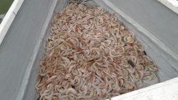 Fiscalização Ambiental apurou pesca irregular e fez apreensão de 13 kg de camarão no município
