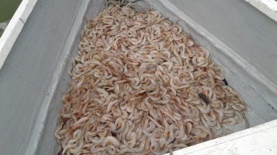 Fiscalização Ambiental apurou pesca irregular e fez apreensão de 13 kg de camarão no município