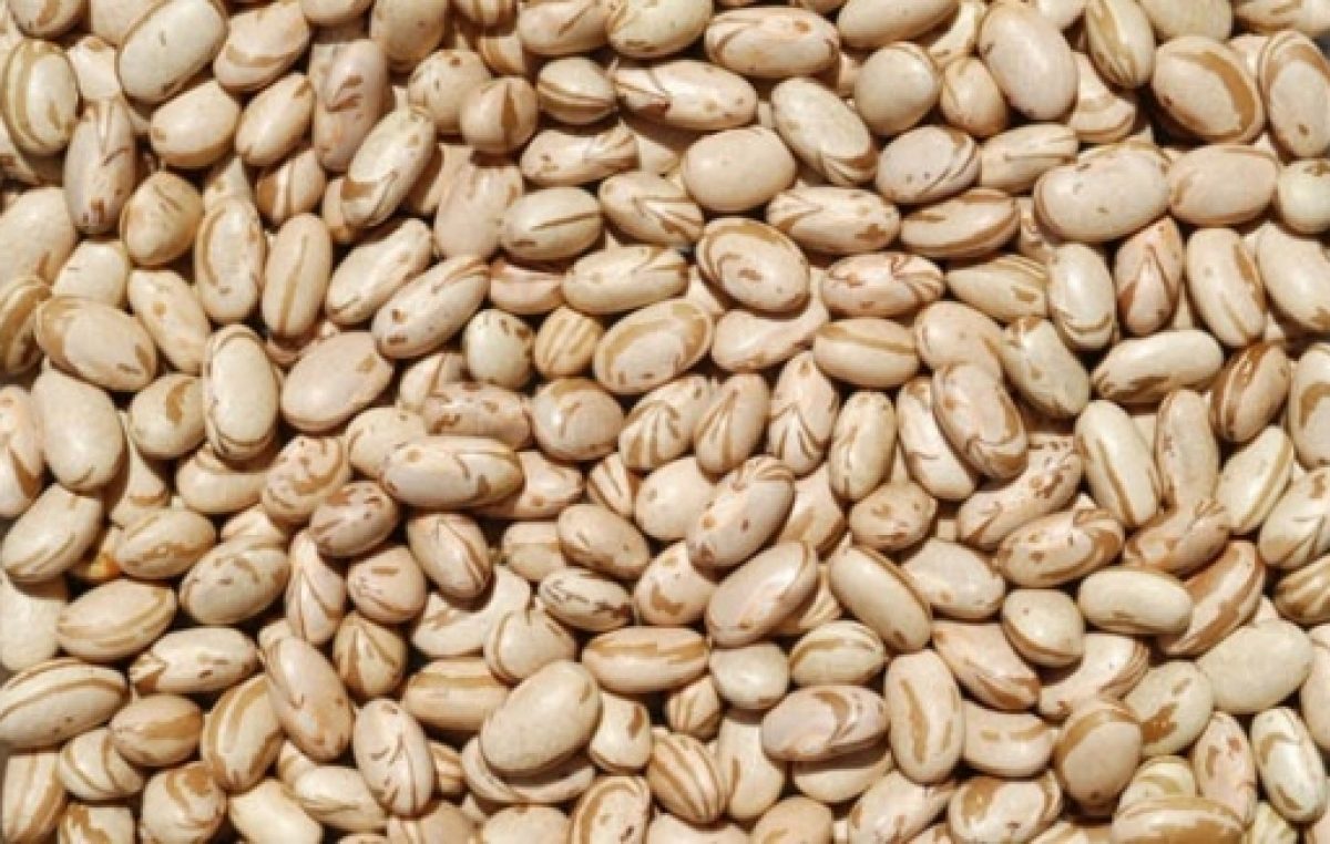 Prefeitura distribuiu 500 kg de sementes de milho para agricultores familiares do município e vai fazer entrega de mais 500 kg de sementes de feijão