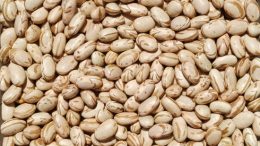 Prefeitura distribuiu 500 kg de sementes de milho para agricultores familiares do município e vai fazer entrega de mais 500 kg de sementes de feijão