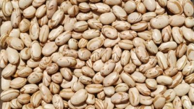 Prefeitura distribuiu 500 kg de sementes de milho para agricultores familiares do município e vai fazer entrega de mais 500 kg de sementes de feijão