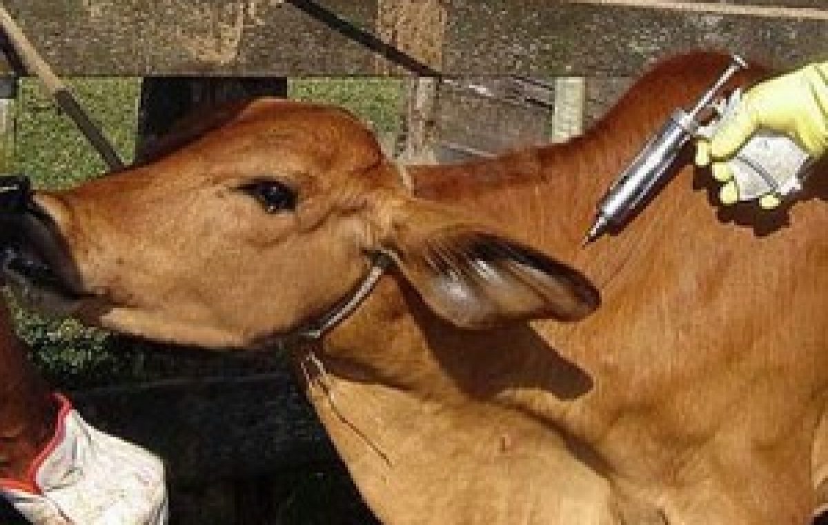 2ª Etapa da Campanha contra a Febre Aftosa vai até 30 de novembro